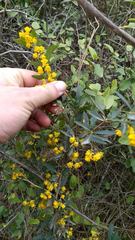 Berberis ruscifolia