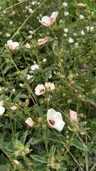 Pavonia betonicaefolia