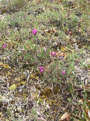 Oxytropis scammaniana