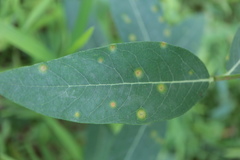 Stagonospora apocyni