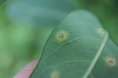 Stagonospora apocyni
