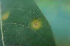 Stagonospora apocyni