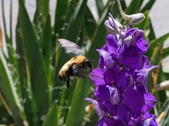 Bombus nevadensis