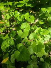 Alliaria petiolata