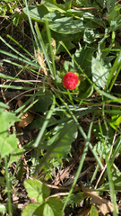 Potentilla indica
