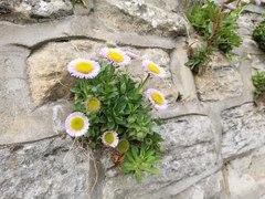 Erigeron glaucus