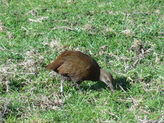 Gallirallus sylvestris