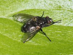 Rhinomorinia sarcophagina