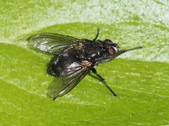 Rhinomorinia sarcophagina