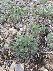 Artemisia borealis borealis