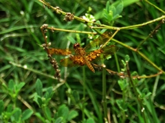 Perithemis icteroptera