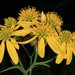 Verbesina alternifolia - Photo (c) John Brandauer,  זכויות יוצרים חלקיות (CC BY-NC-ND)