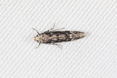 Coleotechnites atrupictella