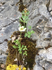 Anemone lithophila
