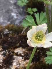 Anemone lithophila