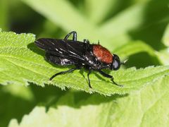 Clitellaria ephippium