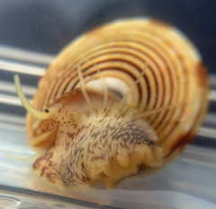 Calliostoma canaliculatum