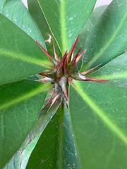 Magnoliopsida