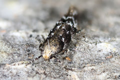 Coleotechnites atrupictella