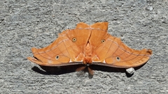 Antheraea godmani