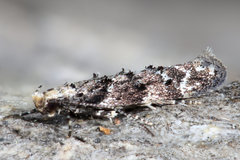 Coleotechnites atrupictella