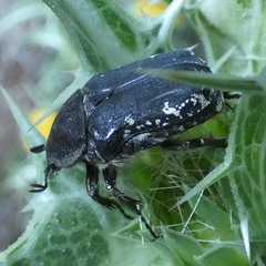Protaetia morio
