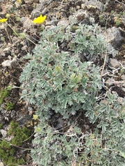 Potentilla crebridens