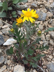 Packera ogotorukensis