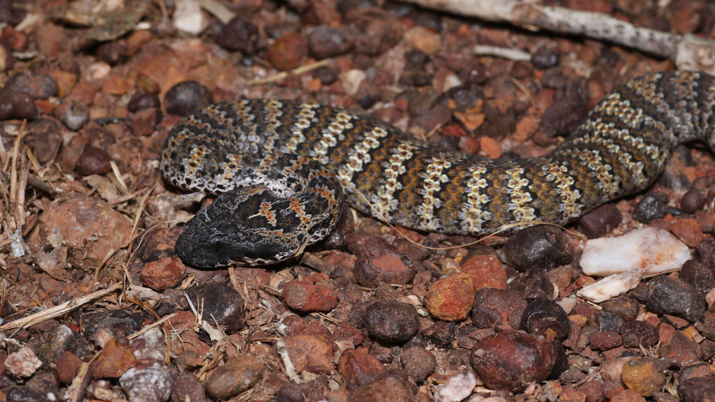 Barkly Tableland Death Adder