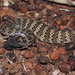 Plains Death Adder - Photo (c) Otto Bylén Claesson, some rights reserved (CC BY-NC), uploaded by Otto Bylén Claesson