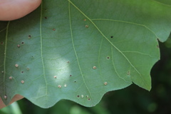 Neuroterus umbilicatus