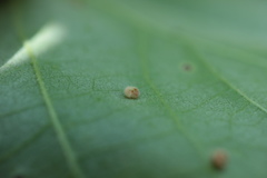 Neuroterus umbilicatus