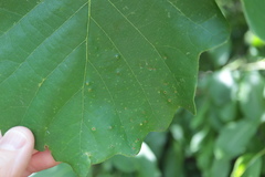 Neuroterus umbilicatus