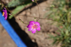 Phemeranthus calycinus