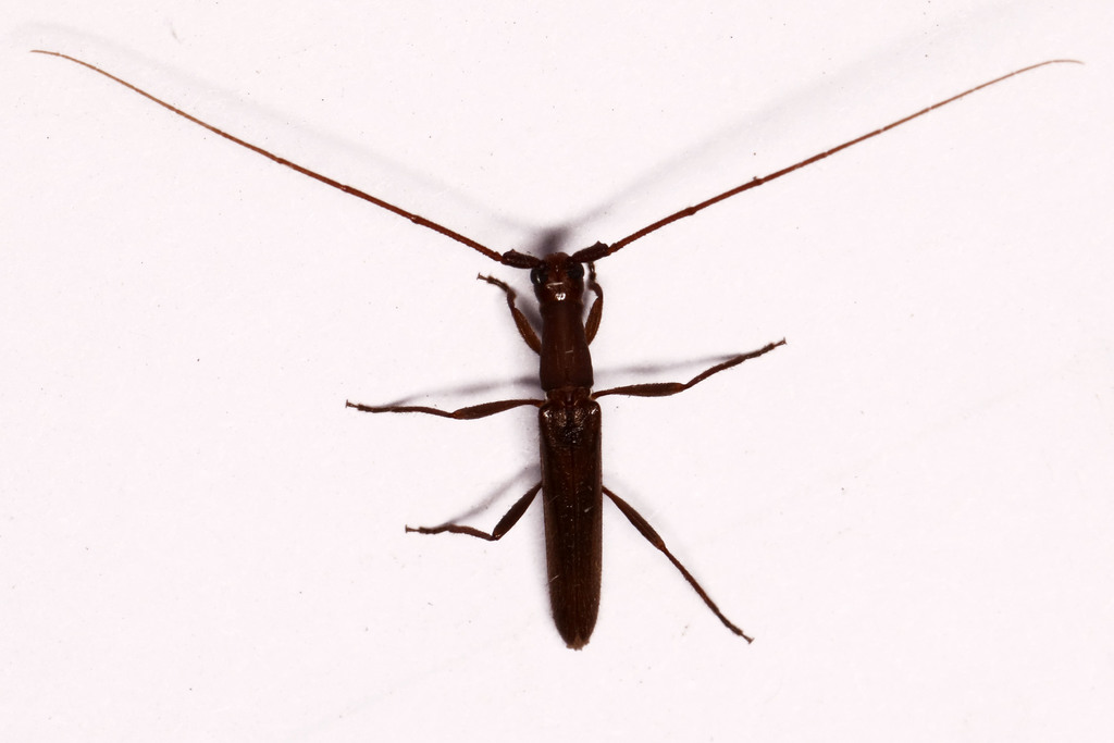 Listrocerum aeolis