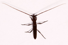 Listrocerum aeolis