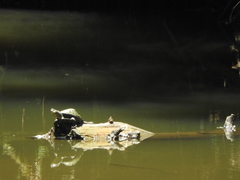 Kinosternon integrum