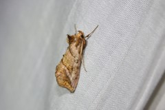 Pseudeva purpurigera