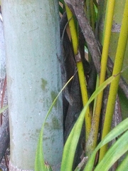 Anolis