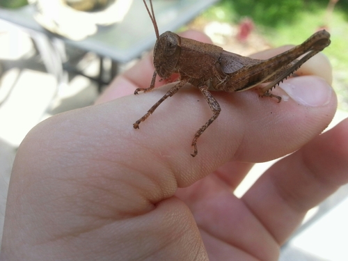 Tunica Spur-throat Grasshopper photo 2