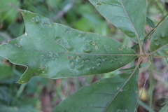 Callirhytis bipapillata