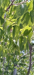 Celtis laevigata image