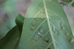 Callirhytis bipapillata