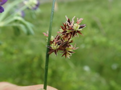 Juncus arcticus