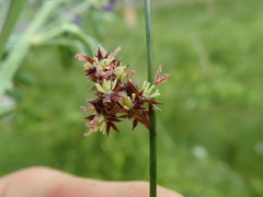 Juncus arcticus
