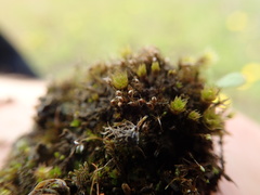 Pleuridium acuminatum