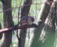 Tamias striatus