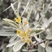 Elaeagnus - Photo (c) Ryan Durand, algunos derechos reservados (CC BY-NC), subido por Ryan Durand