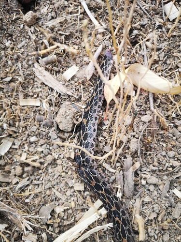 Mexican Lancehead Rattlesnake