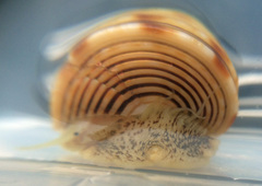 Calliostoma canaliculatum